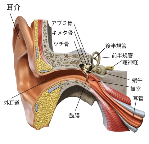 耳 の 構造 耳かき