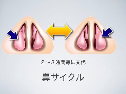 鼻サイクル