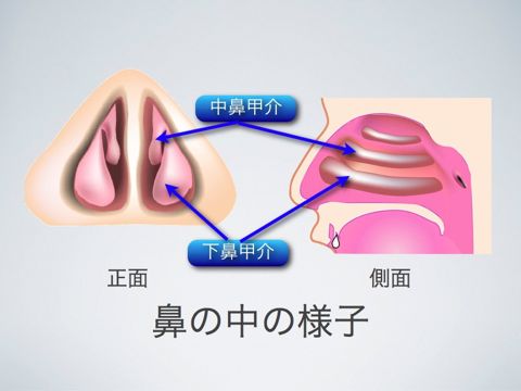 鼻の構造